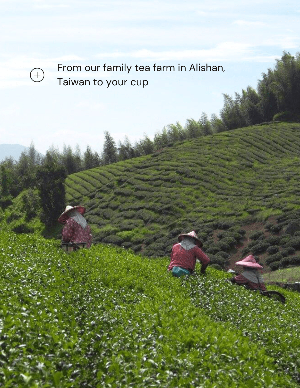 Sunset Stroll High Mountain Oolong Black Tea