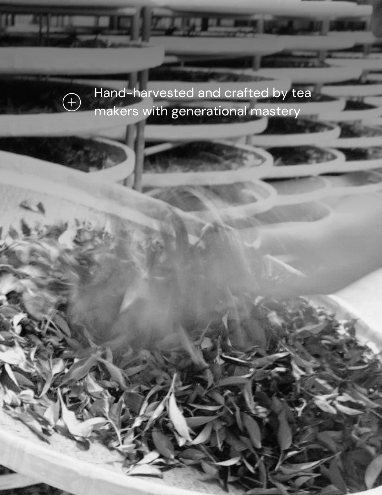 Sunset Stroll High Mountain Oolong Black Tea