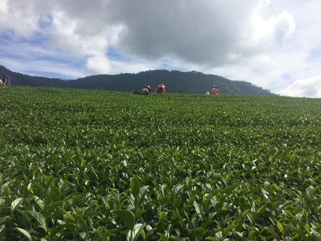 tea farmers working in alishan oolong tea plantation gardens